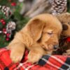 Image of Tweety, a Golden Retriever puppy