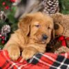 Image of Tweety, a Golden Retriever puppy