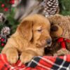 Image of Tweety, a Golden Retriever puppy