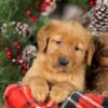 Image of Tweety, a Golden Retriever puppy