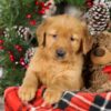 Image of Tweety, a Golden Retriever puppy