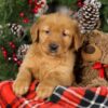 Image of Tweety, a Golden Retriever puppy