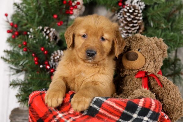 Image of Tweety, a Golden Retriever puppy