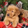 Image of Tweety, a Golden Retriever puppy