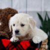 Image of Twix, a Golden Retriever puppy