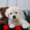 Image of Twix, a Golden Retriever puppy