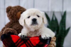 Image of Twix, a Golden Retriever puppy