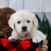 Image of Twix, a Golden Retriever puppy