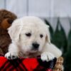 Image of Twix, a Golden Retriever puppy