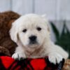 Image of Twix, a Golden Retriever puppy