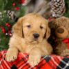 Image of Vegas, a Golden Retriever puppy