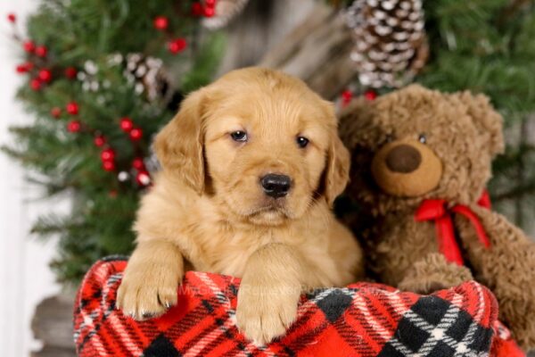 Image of Vegas, a Golden Retriever puppy