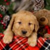 Image of Vegas, a Golden Retriever puppy