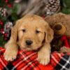 Image of Vegas, a Golden Retriever puppy