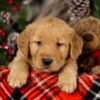 Image of Vegas, a Golden Retriever puppy