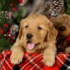 Image of Vegas, a Golden Retriever puppy