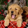 Image of Vegas, a Golden Retriever puppy