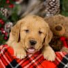 Image of Vegas, a Golden Retriever puppy