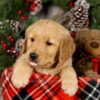 Image of Vester, a Golden Retriever puppy