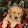 Image of Vester, a Golden Retriever puppy