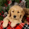 Image of Vester, a Golden Retriever puppy