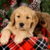 Image of Vester, a Golden Retriever puppy