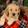 Image of Vester, a Golden Retriever puppy