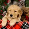 Image of Vester, a Golden Retriever puppy