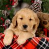 Image of Vester, a Golden Retriever puppy