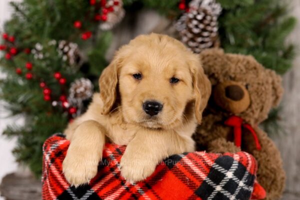 Image of Vester, a Golden Retriever puppy