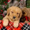 Image of Vick, a Golden Retriever puppy