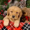 Image of Vick, a Golden Retriever puppy