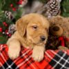 Image of Vick, a Golden Retriever puppy