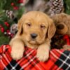 Image of Vick, a Golden Retriever puppy