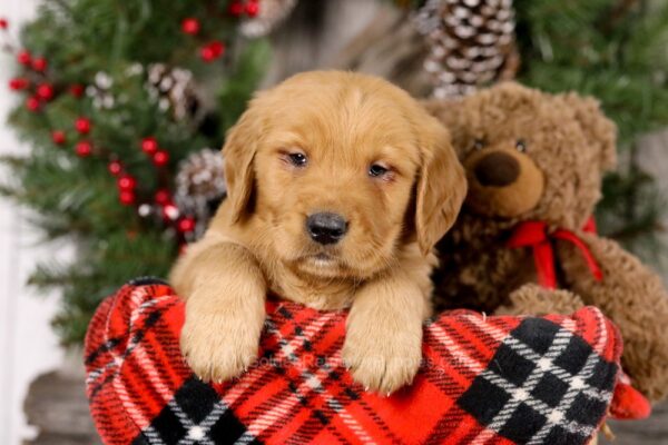 Image of Vick, a Golden Retriever puppy