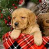 Image of Vick, a Golden Retriever puppy