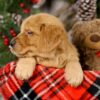 Image of Vick, a Golden Retriever puppy