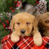 Image of Vick, a Golden Retriever puppy