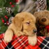 Image of Vick, a Golden Retriever puppy