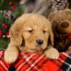 Image of Victoria, a Golden Retriever puppy