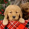 Image of Victoria, a Golden Retriever puppy