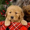 Image of Victoria, a Golden Retriever puppy