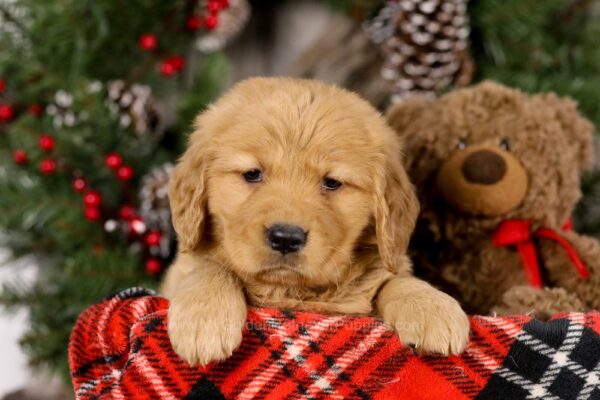 Image of Victoria, a Golden Retriever puppy