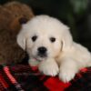 Image of Willow, a Golden Retriever puppy