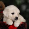 Image of Willow, a Golden Retriever puppy