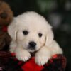 Image of Willow, a Golden Retriever puppy