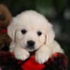 Image of Willow, a Golden Retriever puppy