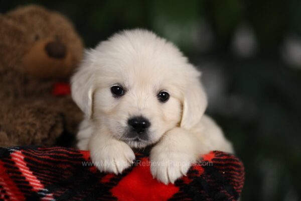 Image of Willow, a Golden Retriever puppy