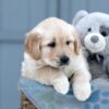 Image of Willow, a Golden Retriever puppy