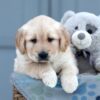 Image of Willow, a Golden Retriever puppy